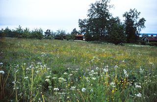 Tällberg am Silsjan